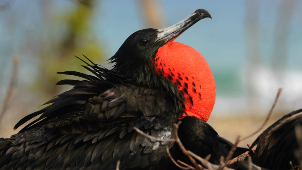 frigate bird,
frigate bird size,