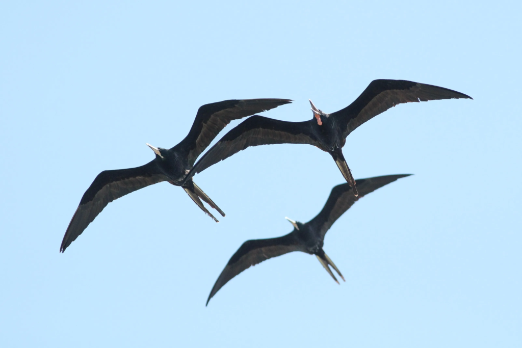 frigate bird,
frigate bird size,