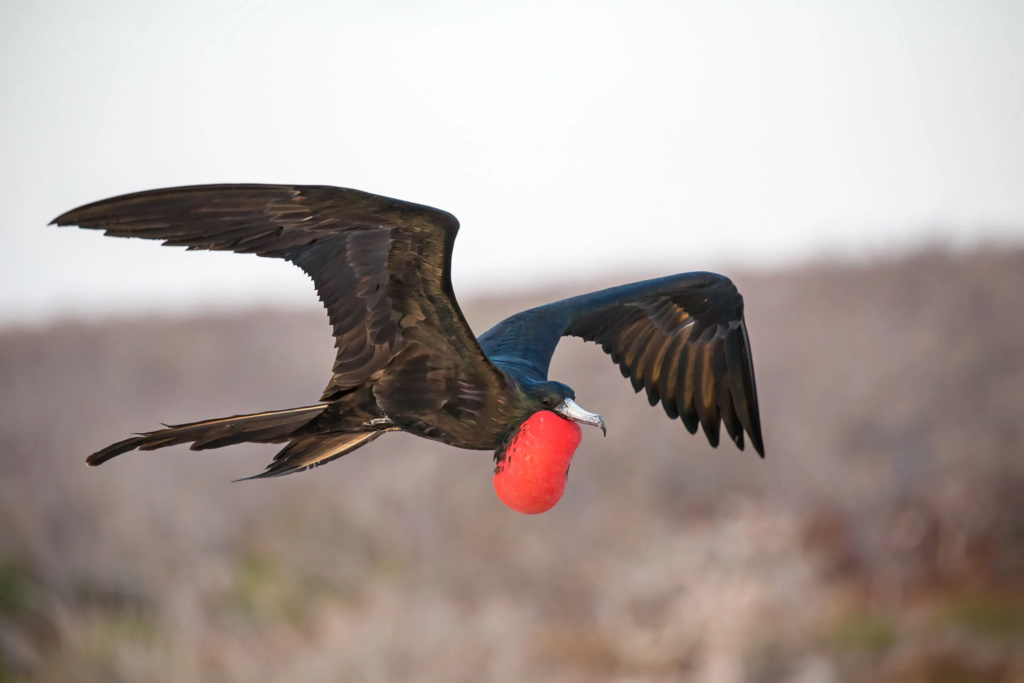 frigate bird,
frigate bird size,