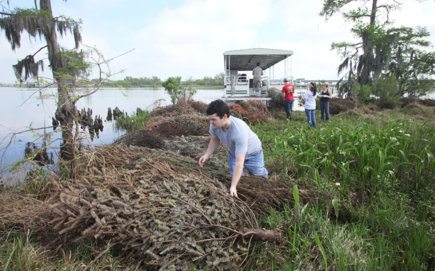 southeastern louisiana university, southeastern louisiana, christmas tree recycling, erosion control,