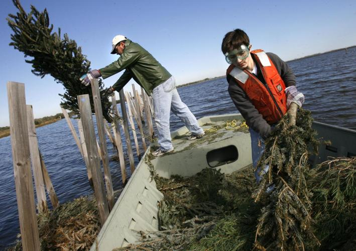 southeastern louisiana university,
southeastern louisiana,
christmas tree recycling,
erosion control,