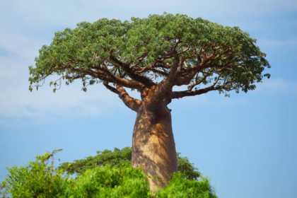 baobab, baobab tree, baobab fruit, baobab trees,