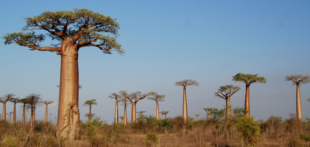 baobab,
baobab tree,
baobab fruit,
baobab trees,