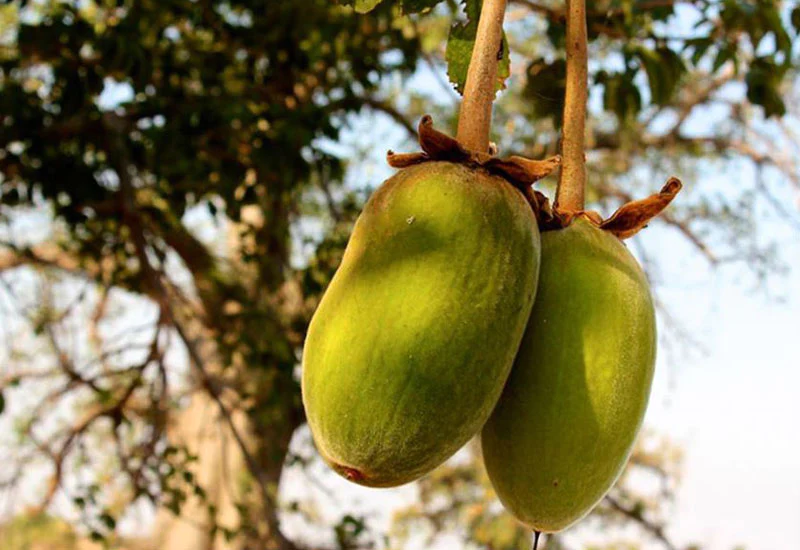 baobab,
baobab tree,
baobab fruit,
baobab trees,