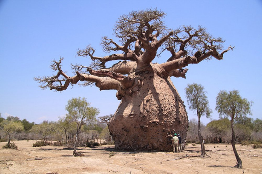 baobab,
baobab tree,
baobab fruit,
baobab trees,