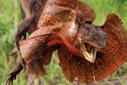 frilled lizard, reptile,