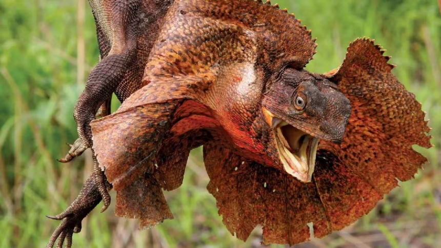 frilled lizard, reptile,