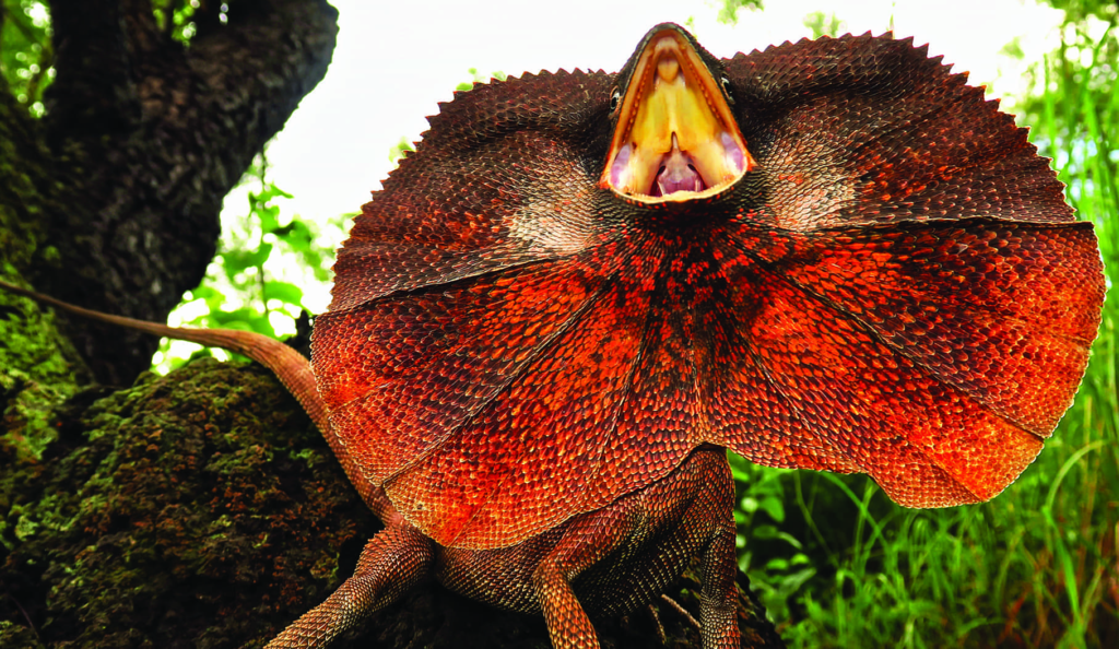 frilled lizard,
reptile,