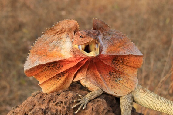 frilled lizard,
reptile,