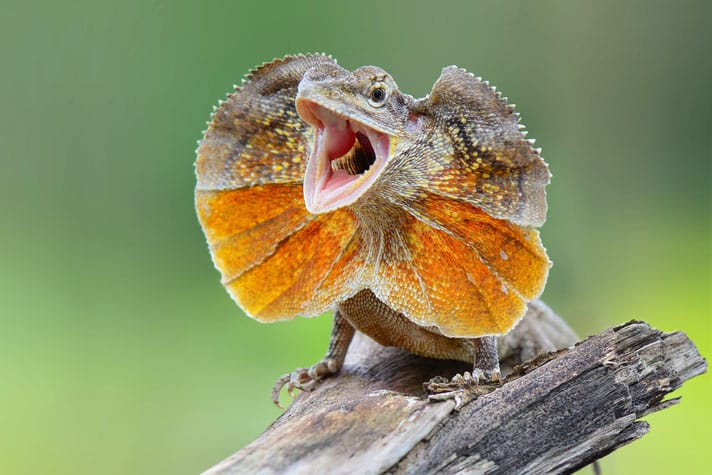 frilled lizard,
reptile,