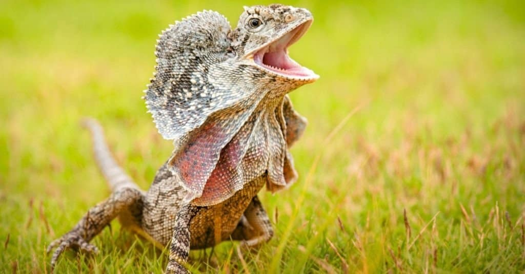 frilled lizard,
reptile,