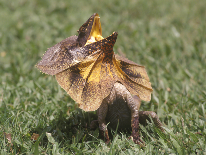 frilled lizard,
reptile,