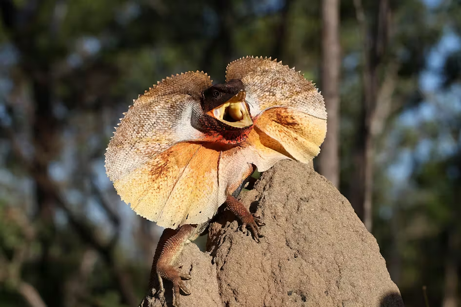 frilled lizard,
reptile,