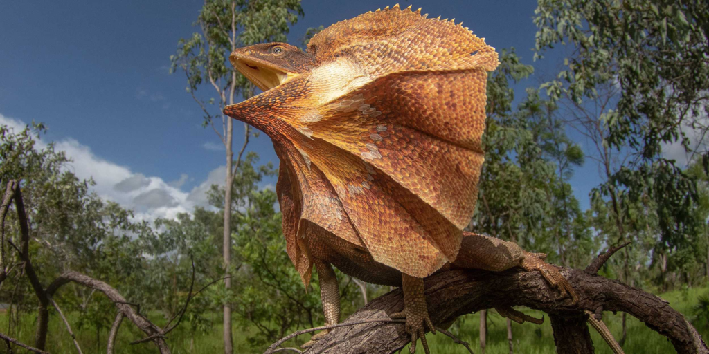 frilled lizard,
reptile,