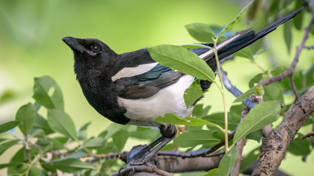 eurasian magpie,
bird brain,
magpie bird,
magpie,