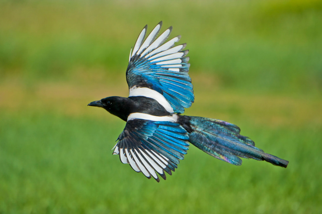 eurasian magpie,
bird brain,
magpie bird,
magpie,