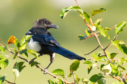 eurasian magpie, bird brain, magpie bird, magpie,