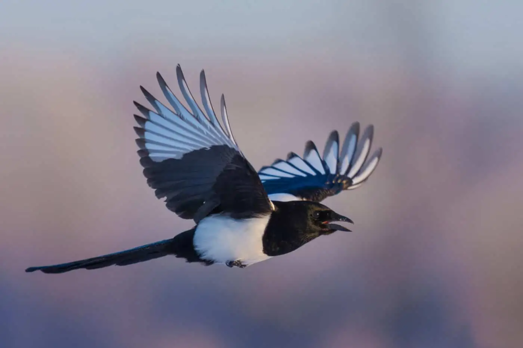 eurasian magpie,
bird brain,
magpie bird,
magpie,