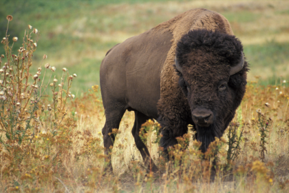 american bison,