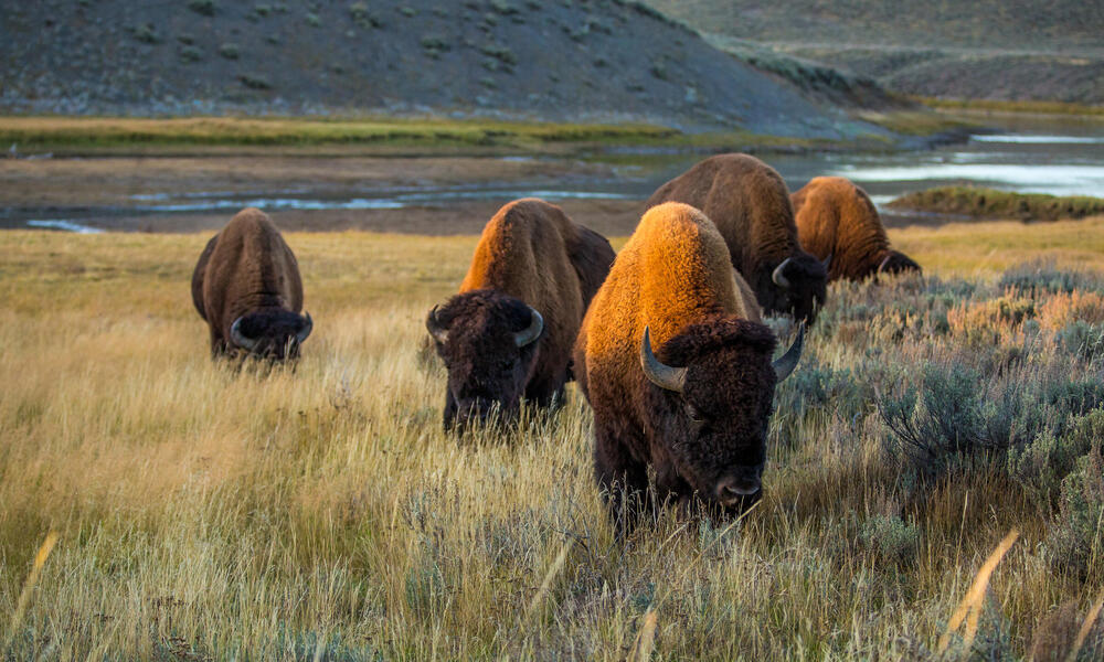 american bison,
