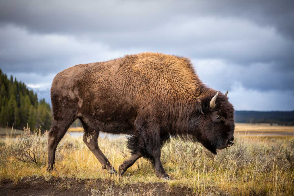 american bison,
