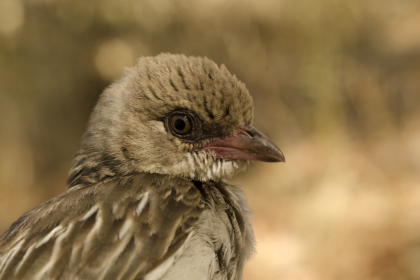 honey hunter, greater honeyguide, honeyguide bird,