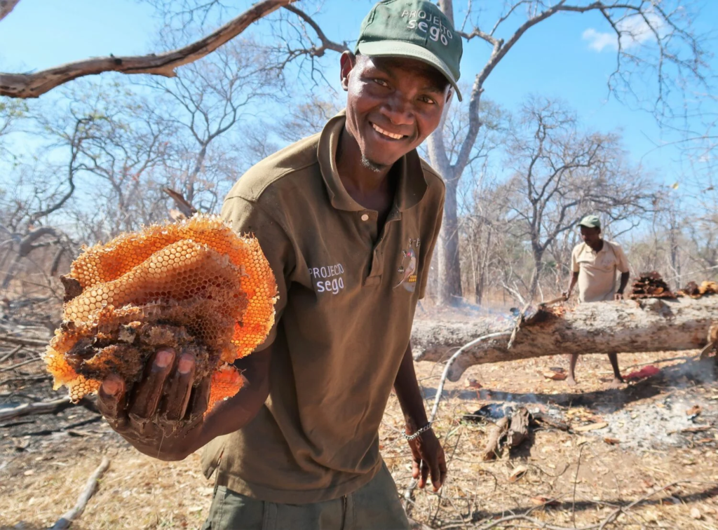 honey hunter,
greater honeyguide,
honeyguide bird,