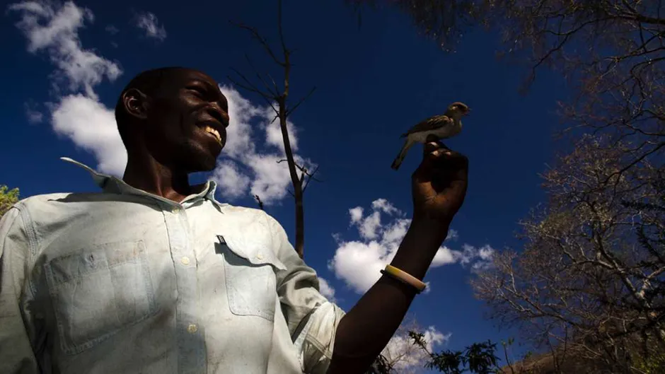 honey hunter,
greater honeyguide,
honeyguide bird,