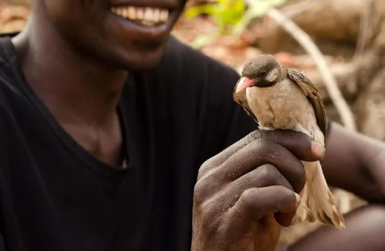 honey hunter,
greater honeyguide,
honeyguide bird,