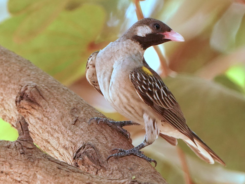 honey hunter,
greater honeyguide,
honeyguide bird,