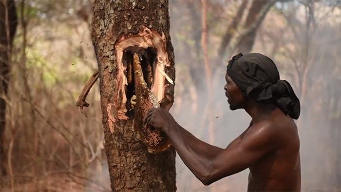 honey hunter,
greater honeyguide,
honeyguide bird,