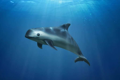 vaquita, the vaquita, vaquita marina,