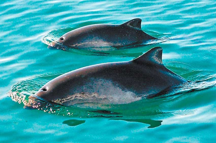 vaquita,
the vaquita,
vaquita marina,