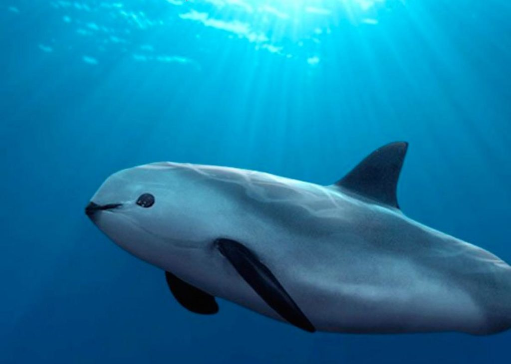 vaquita,
the vaquita,
vaquita marina,