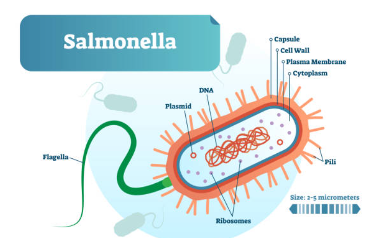 Salmonella 