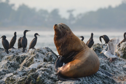 steller sea lion, sea lion, steller,