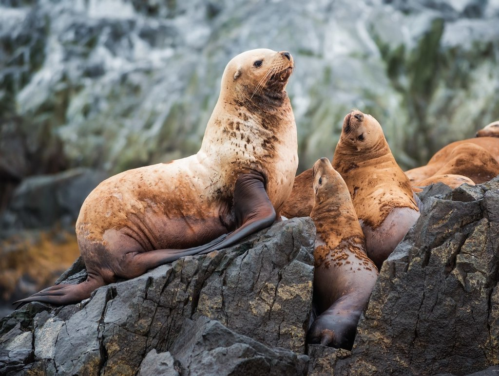 steller sea lion,
sea lion,
steller,