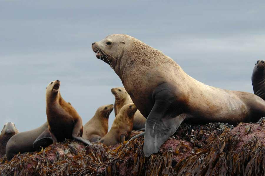 steller sea lion,
sea lion,
steller,