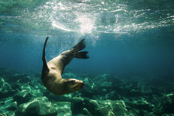 steller sea lion,
sea lion,
steller,