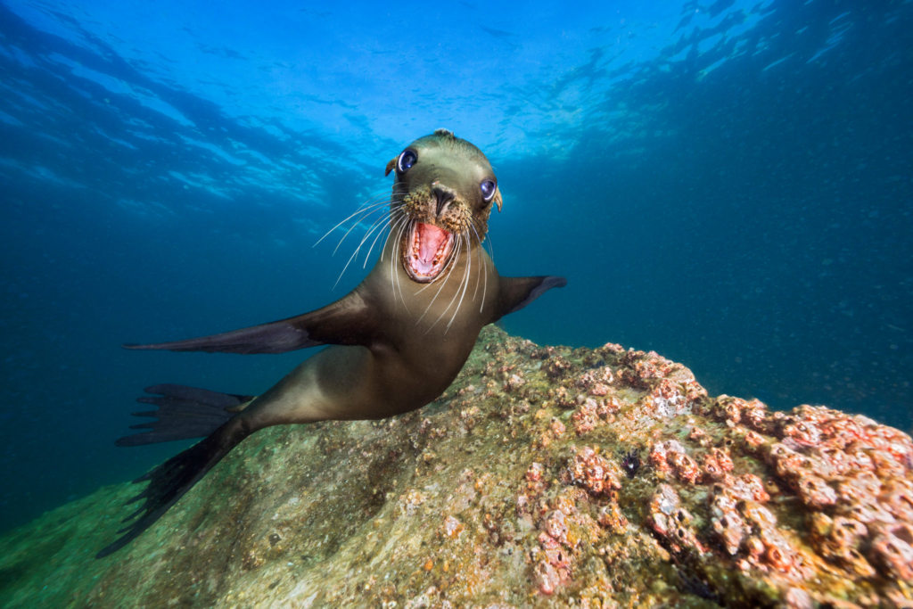 steller sea lion,
sea lion,
steller,