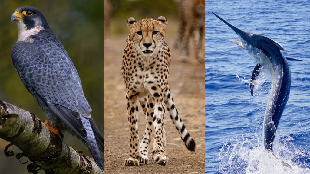 fastest animal in the world,
fastest animal,
fastest animal on earth,
fastest animal on land,
fastest animal in water,