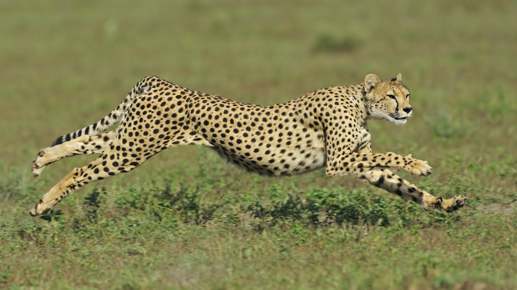 fastest animal in the world,
fastest animal,
fastest animal on earth,
fastest animal on land,
fastest animal in water,