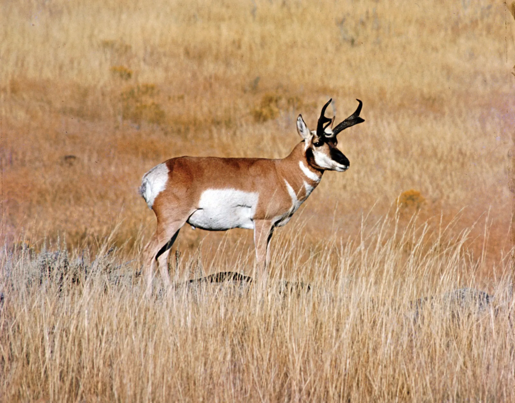 fastest animal in the world,
fastest animal,
fastest animal on earth,
fastest animal on land,
fastest animal in water,