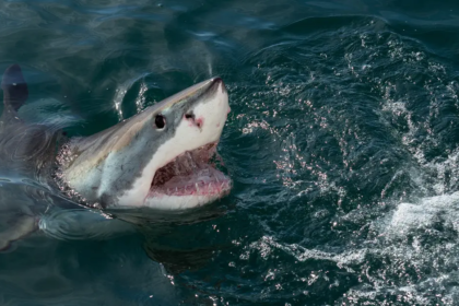 shark attack, 1916 shark attack, jersey shore shark attack,