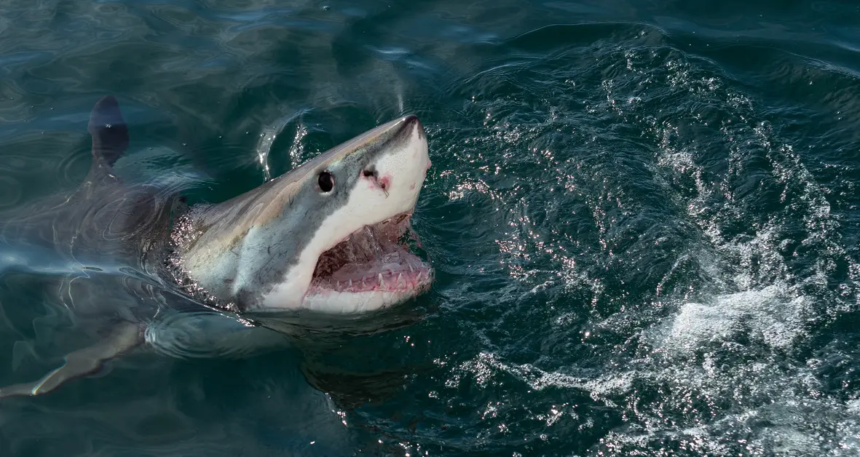 shark attack, 1916 shark attack, jersey shore shark attack,