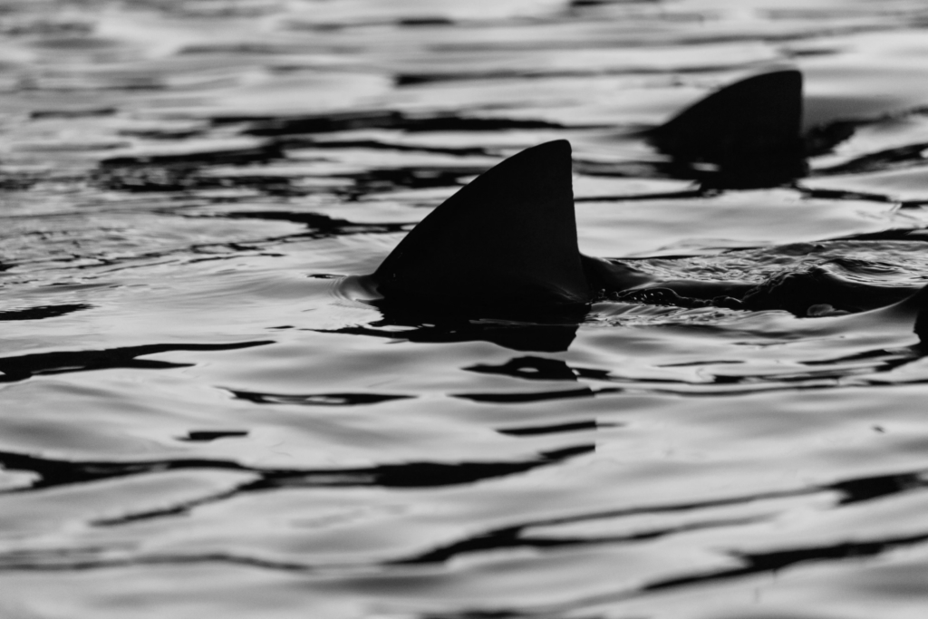 shark attack,
1916 shark attack,
jersey shore shark attack,