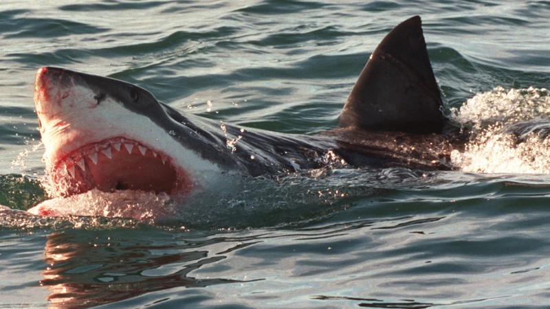 shark attack,
1916 shark attack,
jersey shore shark attack,