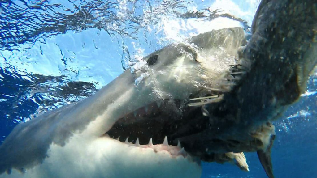 shark attack,
1916 shark attack,
jersey shore shark attack,