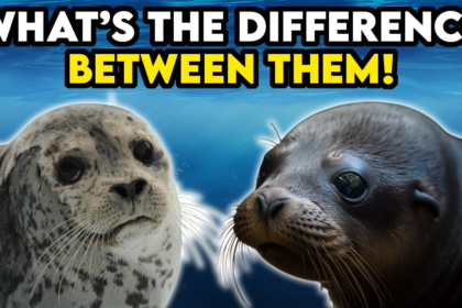 seals and sea lions, difference between seals and sea lions,