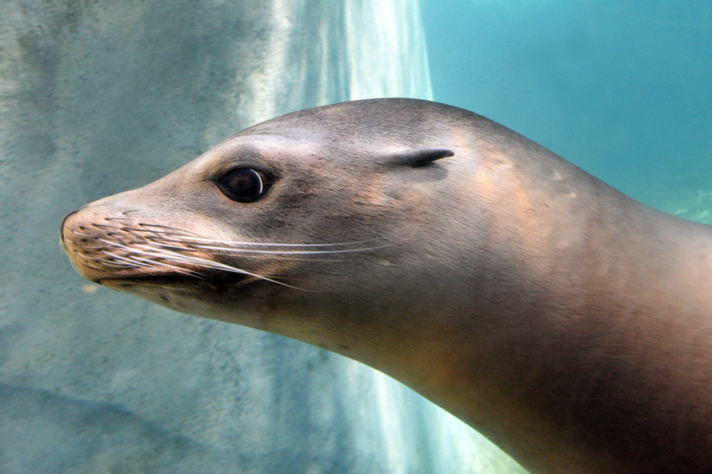 seals and sea lions, difference between seals and sea lions,